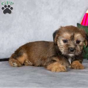 Josie, Shorkie Puppy